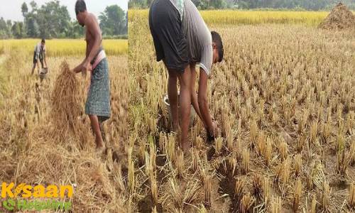 Success Story: जानिए किस प्रकार यह किसान धान की पराली से आलू की खेती करके, बचा रहा है पर्यावरण, पानी और पैसा 